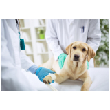 contato laboratorio analises clinicas veterinaria Vila Matias