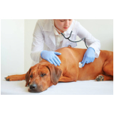 diagnóstico por imagem medicina veterinária Conjunto Residencial Tancredo Neves