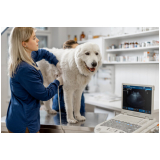 ecocardiograma cachorro clínica Porto Saboó