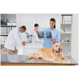 ecocardiograma para cachorro clínica Samarita