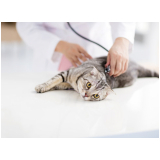exame cardiologico gatos Morro da Teresinha