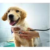 exame cardiológico para cachorros marcar Morro Caneleira