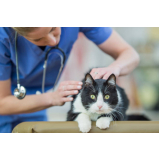 exame cardiológico para gatos marcar Vila Ema