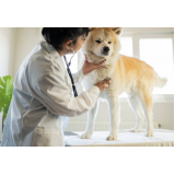 exame cardiológico veterinário clínica Aparecida