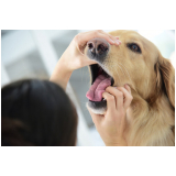 exame de fezes para cachorro marcar Parque Bitaru
