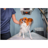 exame de raio x em cachorro Guarujá