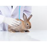 exame de sangue para animais silvstres Centro