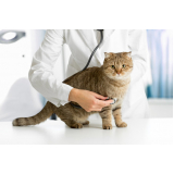 exame de sangue para gato marcar Cubatão