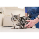 exame de sorologia para gatos Esplanada dos Barreiros
