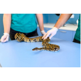 exame de ultrassom para animais silvestres Ilha Porchat