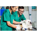exame ecocardiograma para cachorro clínica Belvedere Mar Pequeno