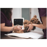 exames laboratoriais de cachorro Gonzaga