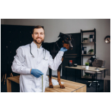 marcar exames laboratoriais cachorro Porto Saboó