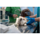 marcar exames laboratoriais veterinários Vila Belmiro