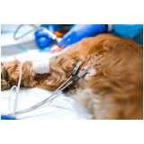 onde faz eletrocardiograma para cachorro Caruara