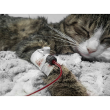 onde faz eletrocardiograma para gatos Jardim Irmã Dolores