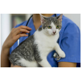 onde fazer check up veterinário em gatos Valongo