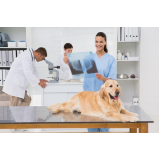 radiografia para cães e gatos clínica Saboó