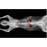 radiografia para gatos clínica Marapé