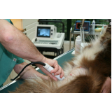 Ultrassonografia em Cães e Gatos