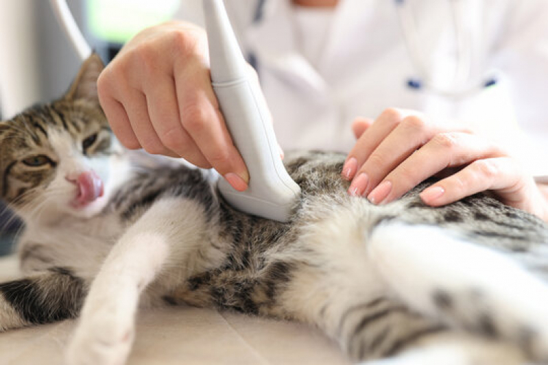 Ultrassom Abdominal para Cachorro Marcar Embaré - Ultrassom Veterinário Odontológico