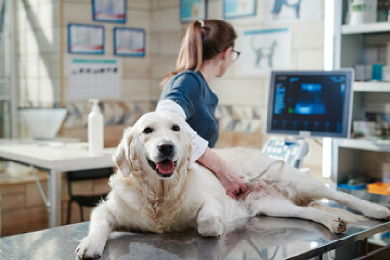 Ultrassom Abdominal para Cachorro Belvedere Mar Pequeno - Ultrassonografia para Cachorro