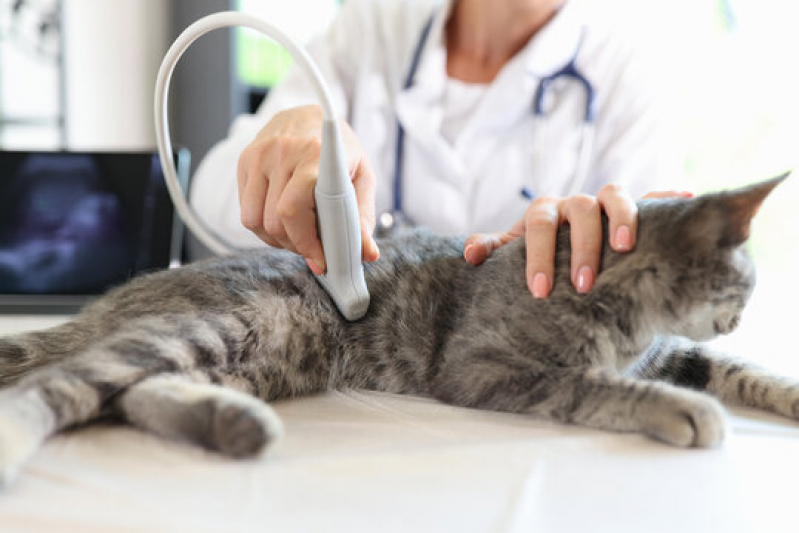 Ultrassom de Gato Agendar Monte Serrat - Ultrassonografia para Cachorro
