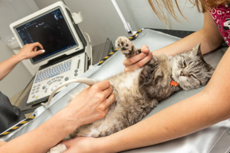 Ultrassom para Gato Agendar Guarujá - Ultrassonografia para Cachorro