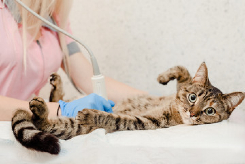 Ultrassom para Gato Aparecida - Ultrassonografia para Cachorro