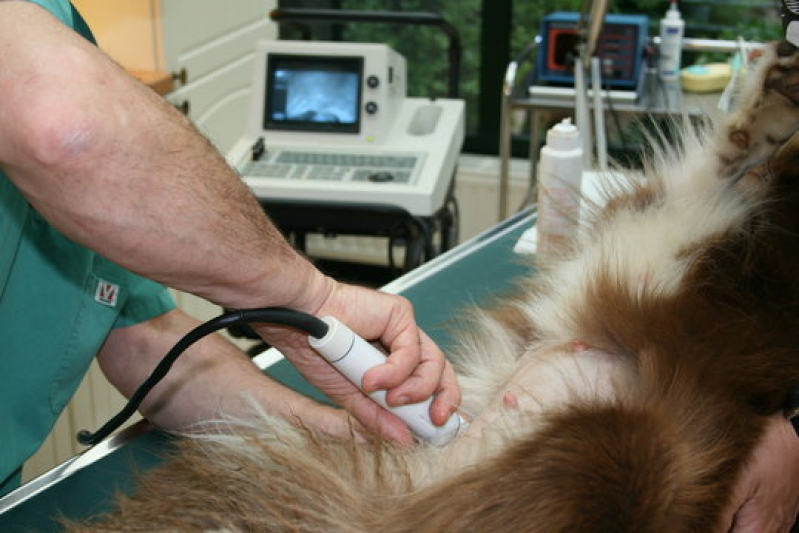 Ultrassonografia em Cães e Gatos Agendar Vila Nova Mariana - Ultrassonografia para Cachorro