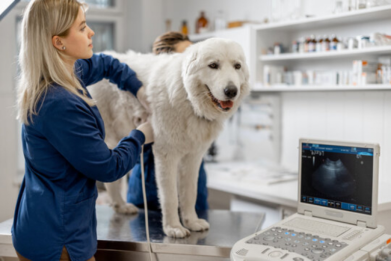 Ultrassonografia para Cachorro Agendar Centro - Ultrassom para Gato